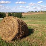 A bale of hay in a field on a farm